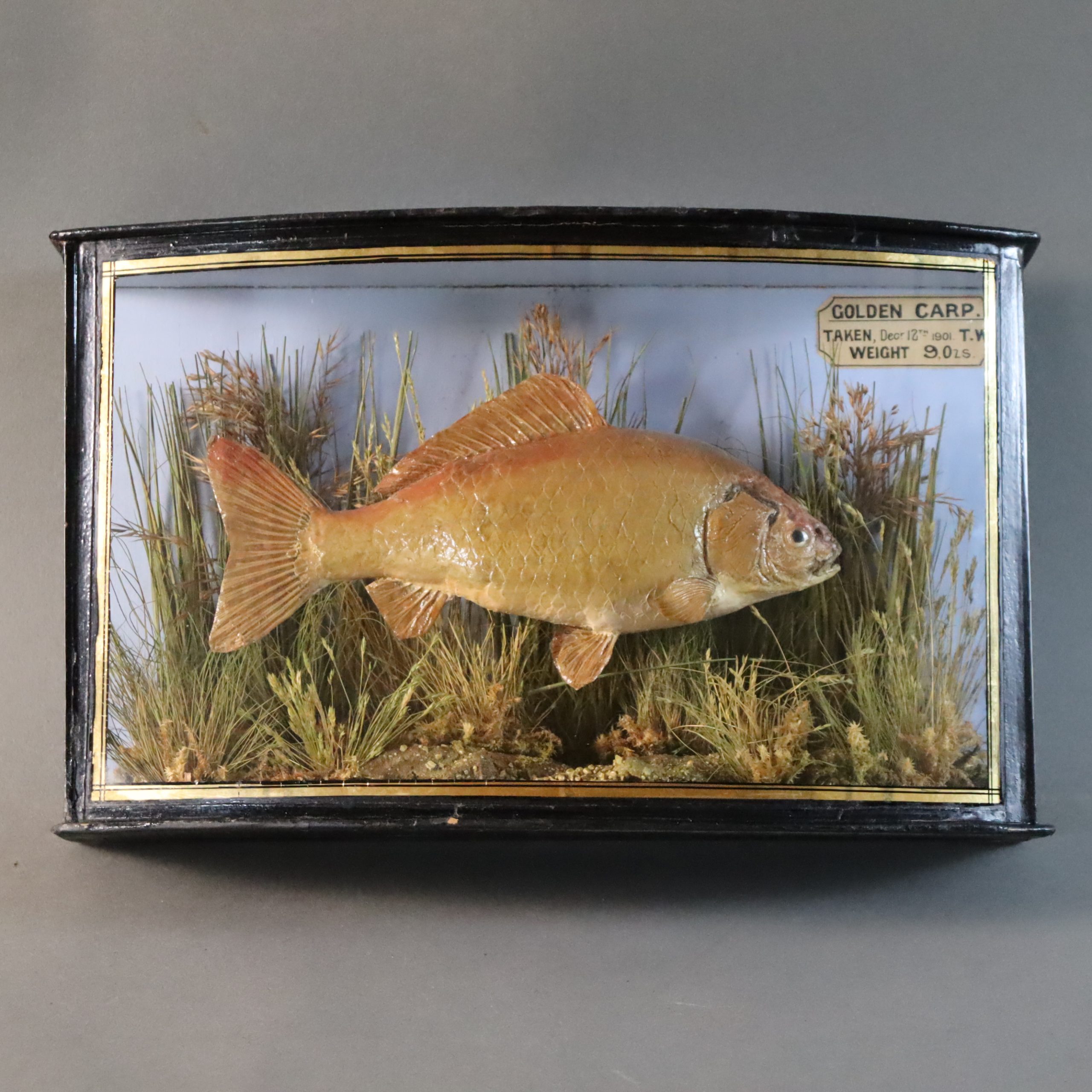 Taxidermy- Rare Golden Carp by J Cooper & Sons London