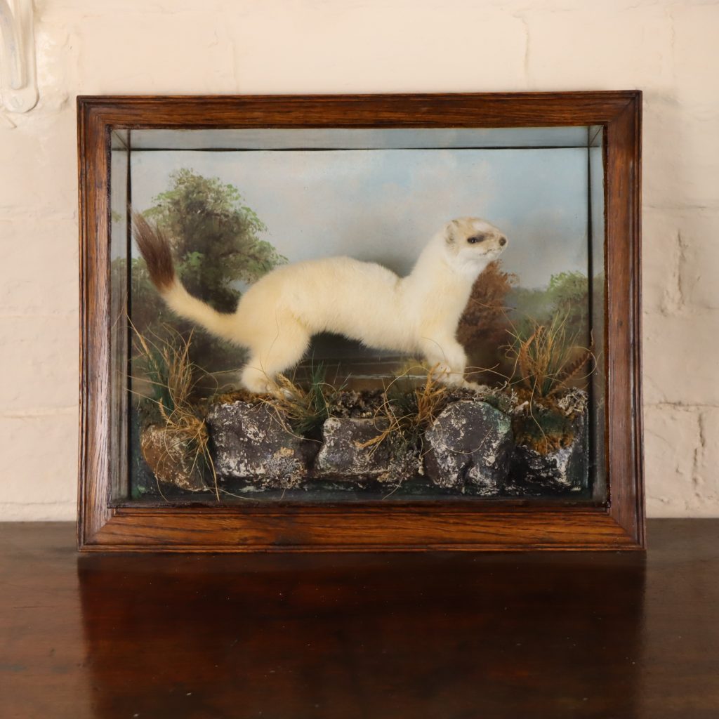 Taxidermy- Stuffed Ermine, by H Murray & Son of Carnforth