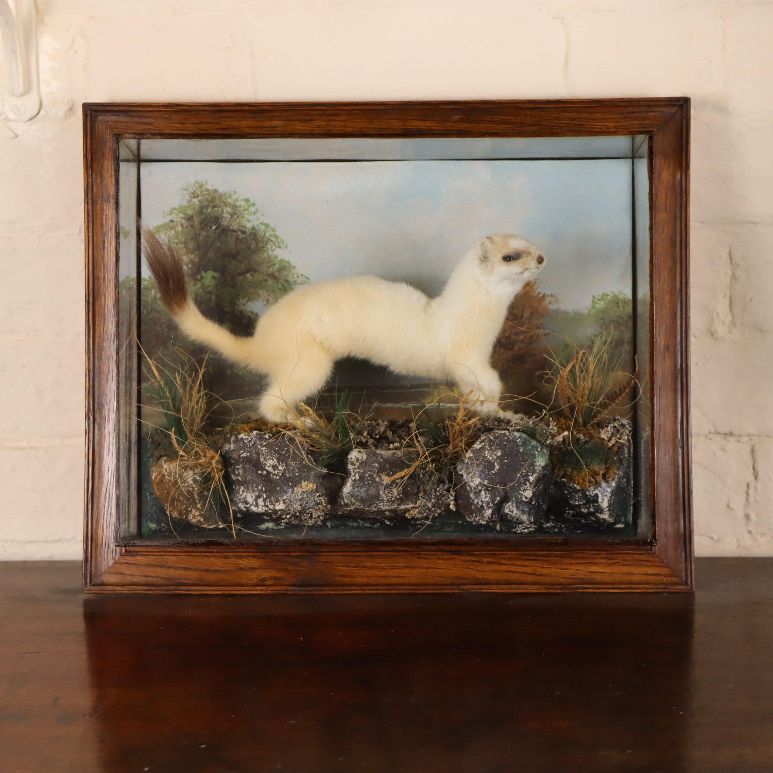 Taxidermy- Stuffed Ermine, by H Murray & Son of Carnforth