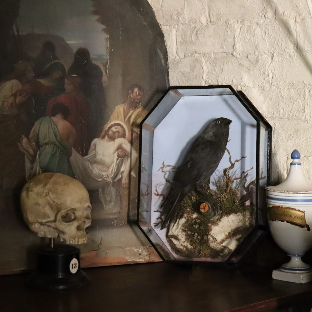 Taxidermy- Jackdaw by W.F. Homer London. Circa 1920