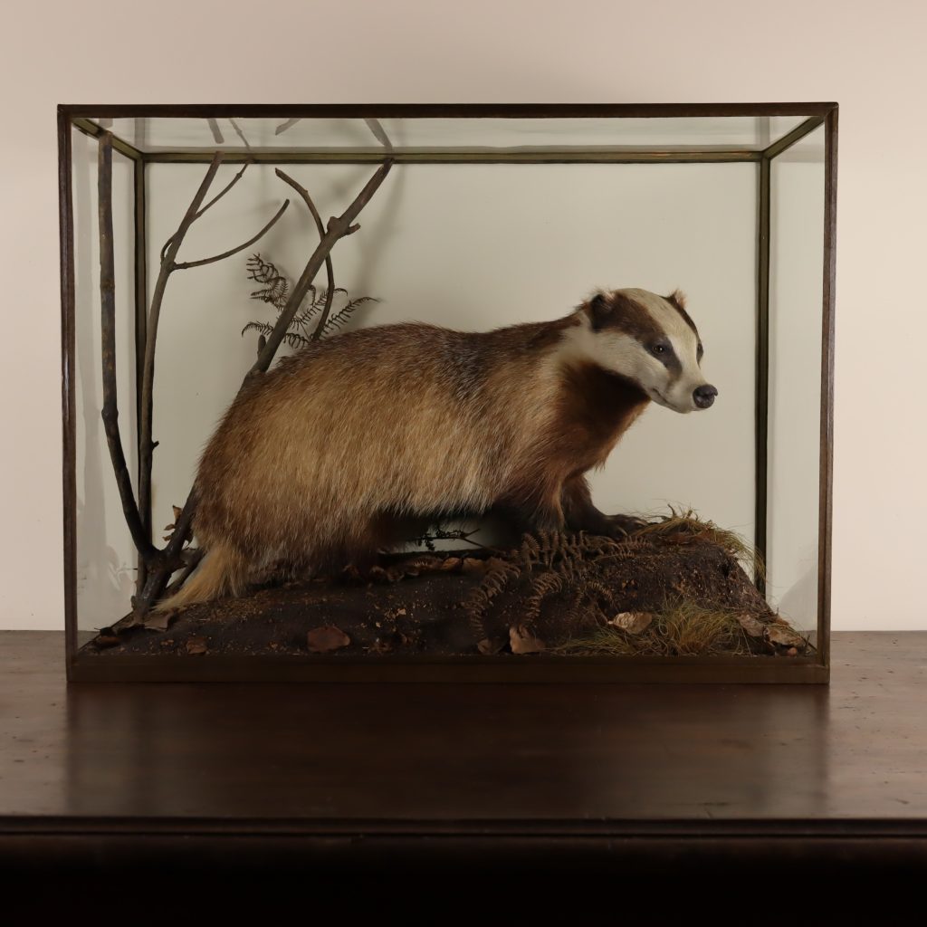 Victorian Taxidermy- Stuffed Badger by Rowland Ward of London