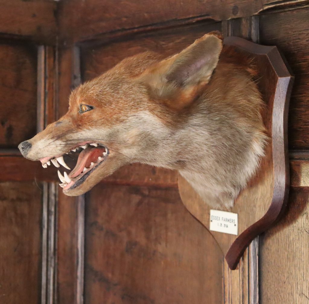 Taxidermy- fox mask by P. Spicer & Sons of Royal Leamington Spa.