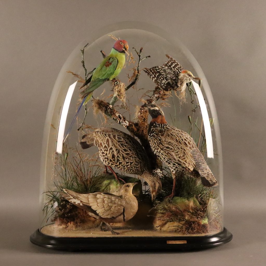 Victorian Taxidermy dome of Indian stuffed birds by James Gardner.