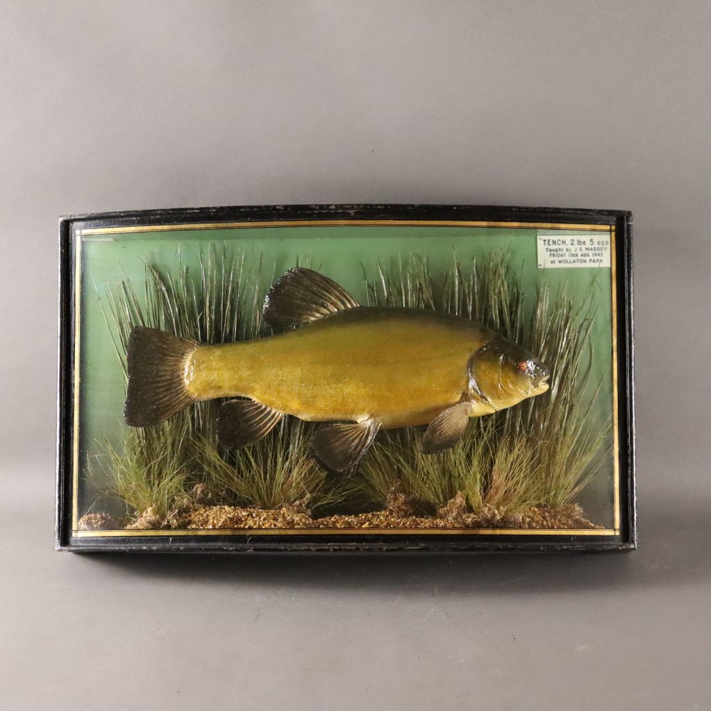 Taxidermy- Tench by J. Cooper & Sons