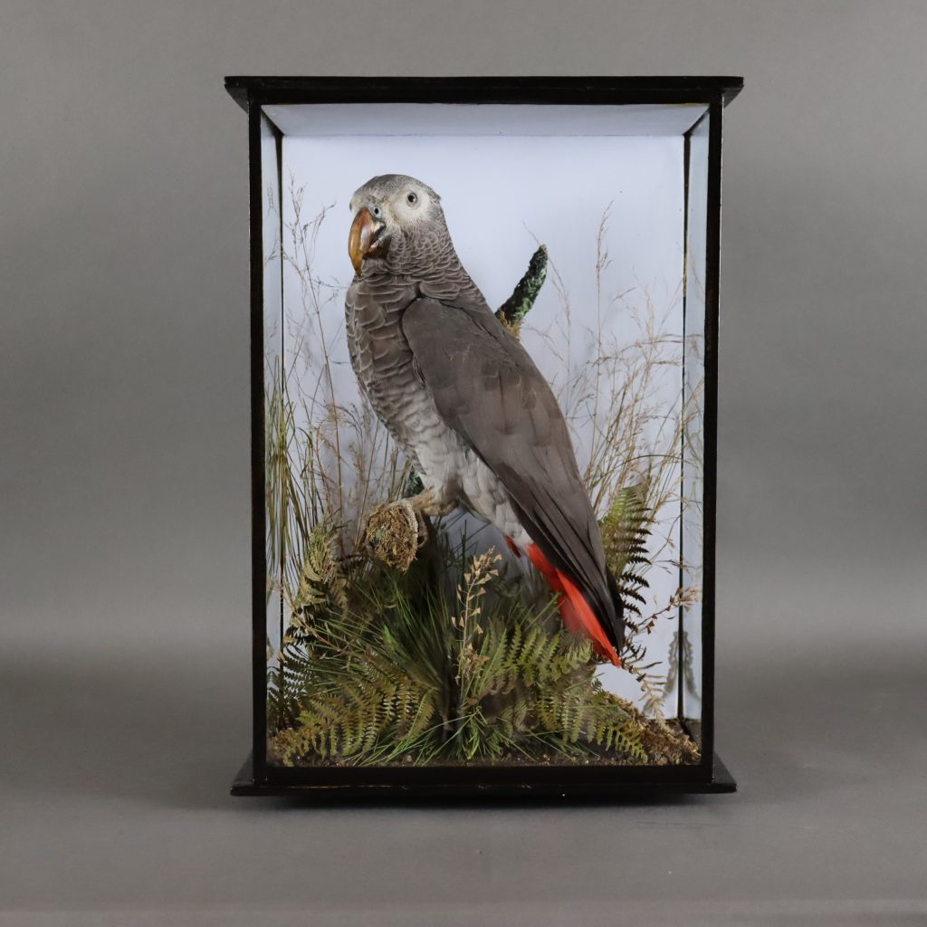 Taxidermy- African Grey parrot. Manner of Thomas of Gloucester