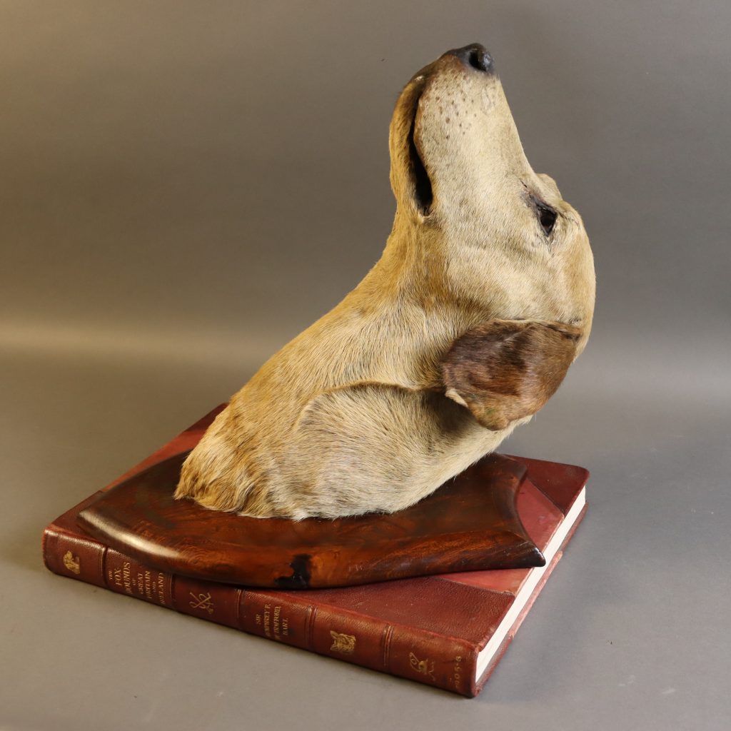 Victorian taxidermy – ‘Dairy Maid’ a hunts noted fox hound mounted by the famous Victorian taxidermist ‘Peter Spicer’ of Royal Leamington Spa