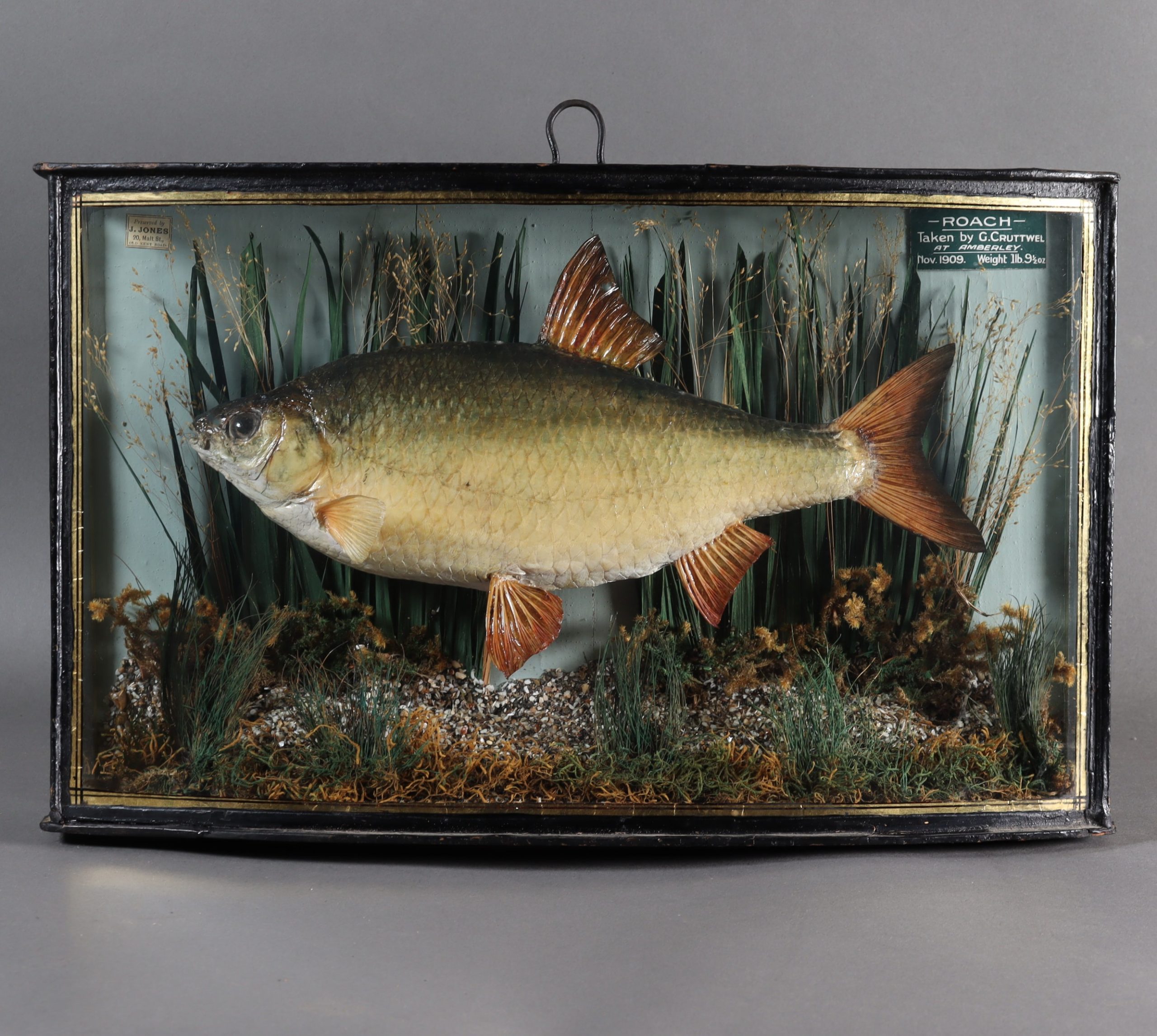 Taxidermy- Roach by James Jones of London Dated 1909
