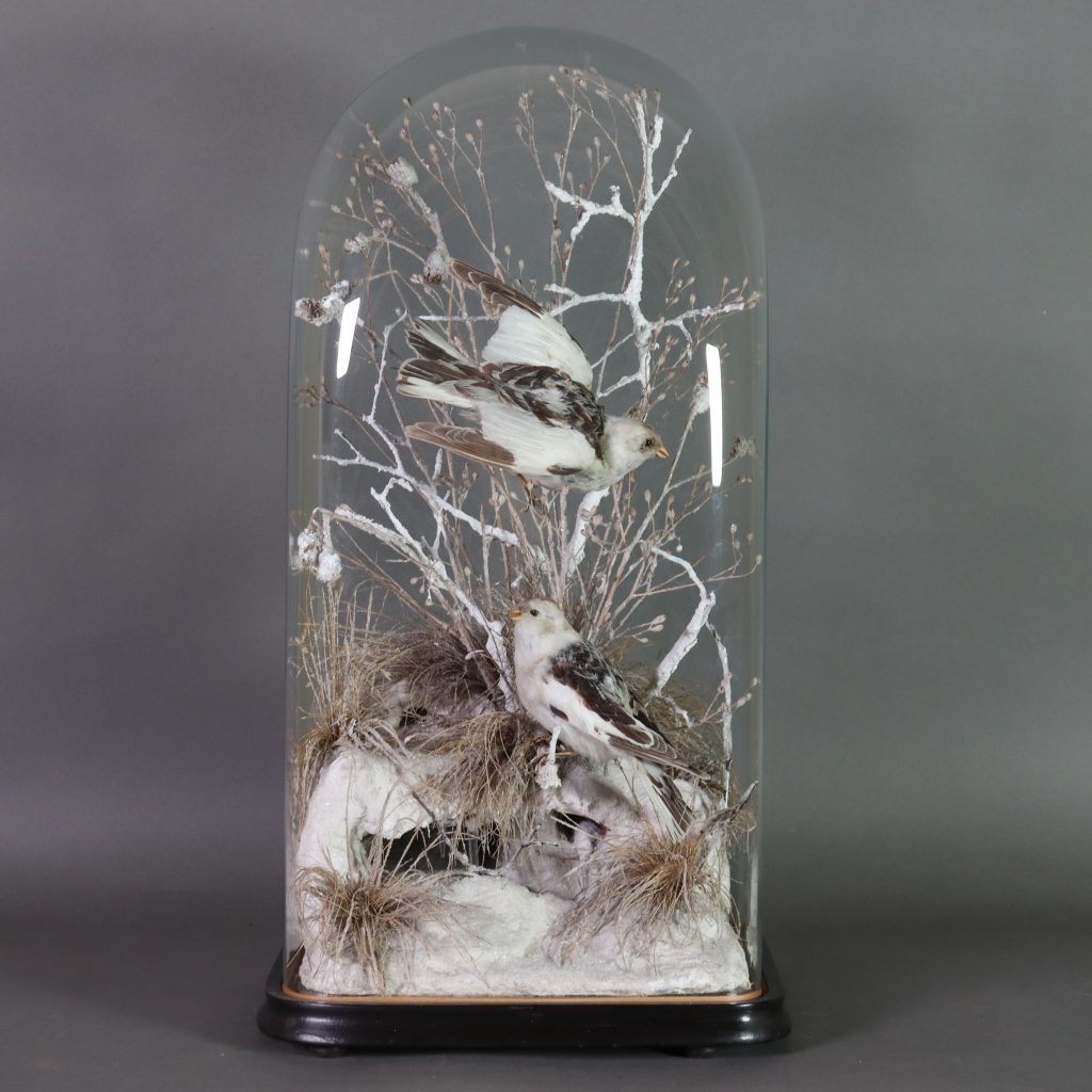 Victorian Taxidermy- Pair of snow buntings in flat sided dome