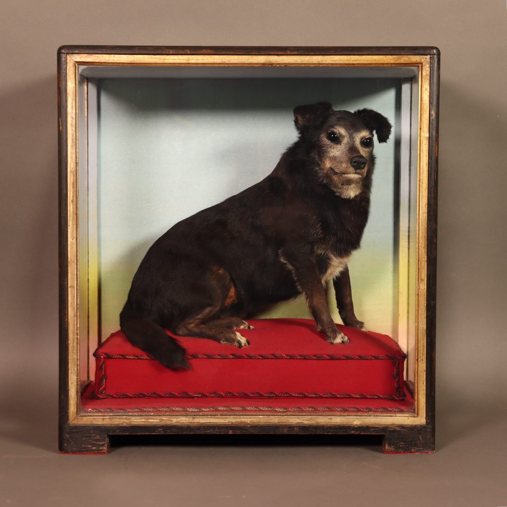 Taxidermy – Remarkable pet dog by Hutchings of Aberystwyth. Early 20th Century