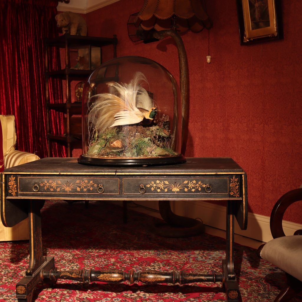 Victorian taxidermy – Greater Bird of Paradise by A Pollard. Circa 1900