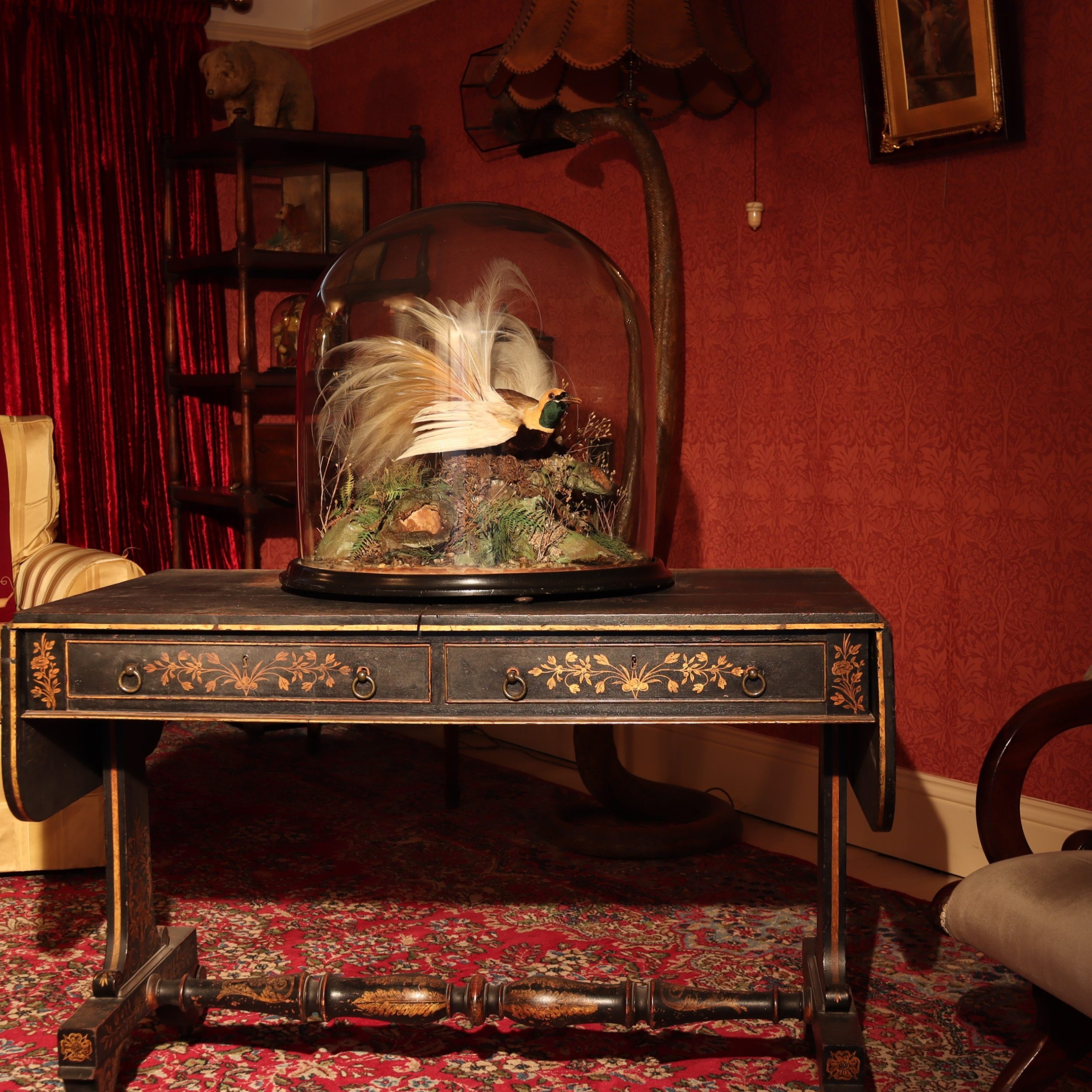 Victorian taxidermy – Greater Bird of Paradise by A Pollard. Circa 1900