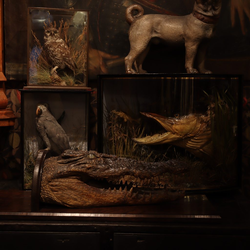 Victorian Taxidermy- Nile Crocodile. Circa 1880