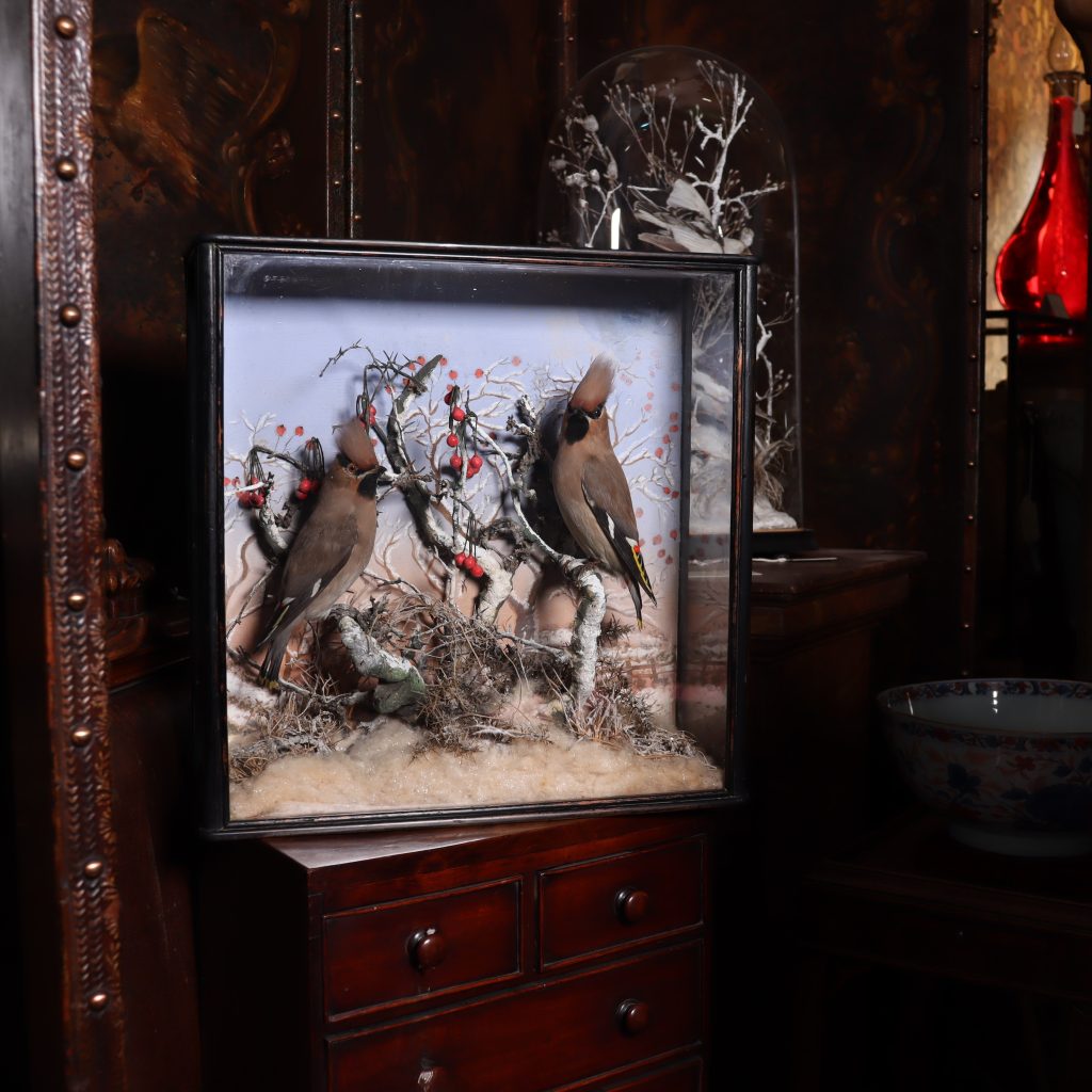 Victorian taxidermy – Pair of Waxwings in snow scene. Circa 1900