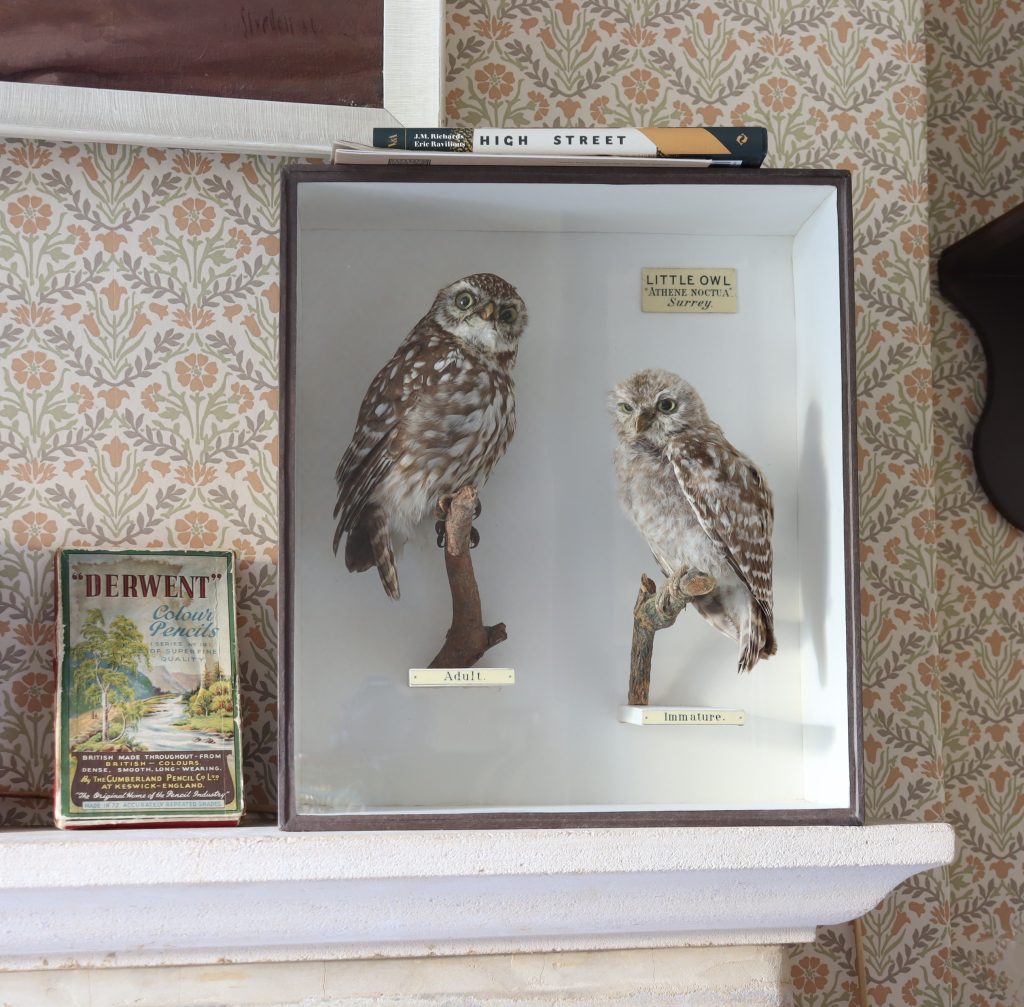 Victorian Taxidermy- ‘Adult & Immature’ Little Owls