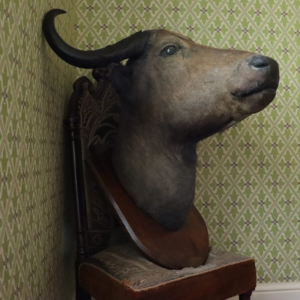 African ‘Nile Buffalo’ trophy by Gerrard & Sons London. Circa 1900
