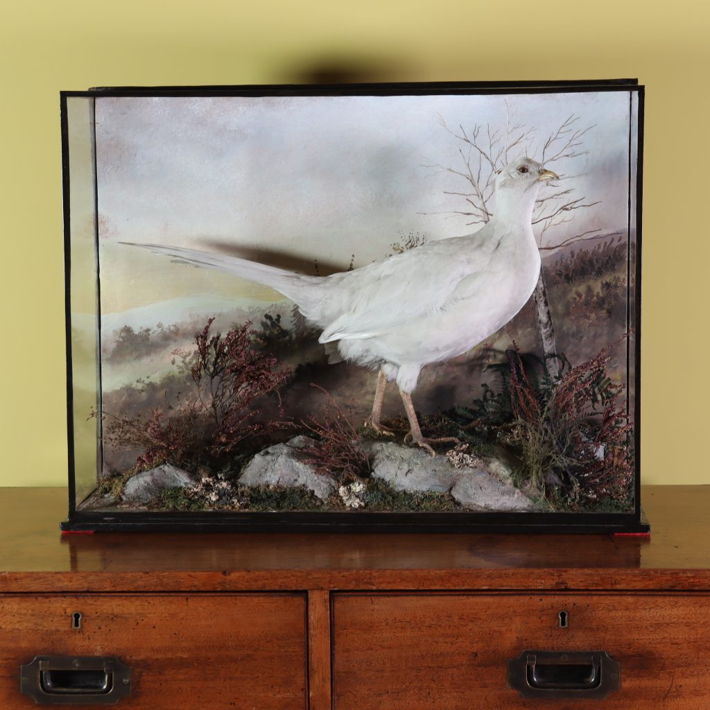 Antique Taxidermy- White Pheasant - in style to both Thomas Salkeld & Murray of Carnforth
