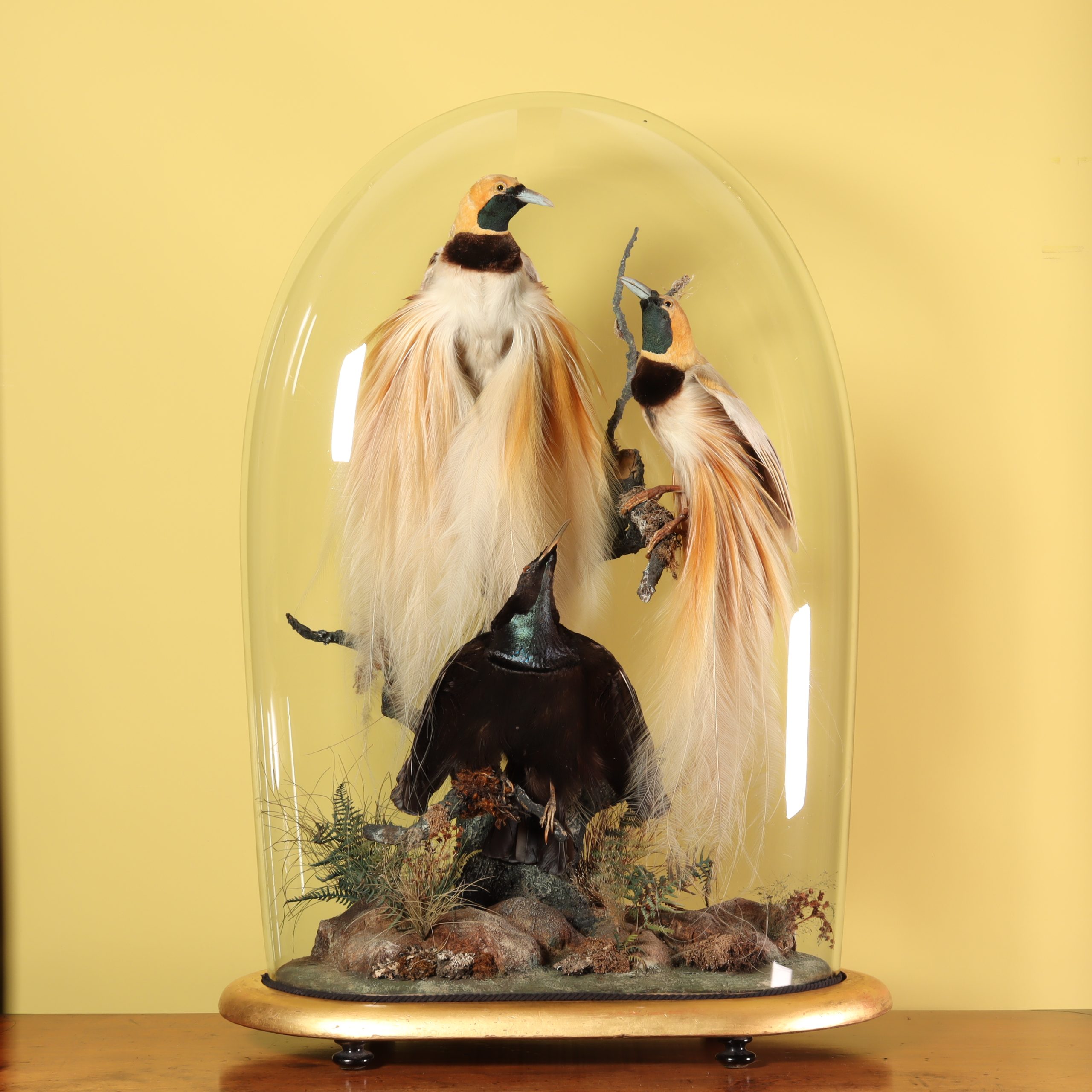 Pair of Count Raggi’s Bird of Paradise and a Magnificent Riflebird in a spectacular dome. Attributed to Henry Ward London. Circa 1870.