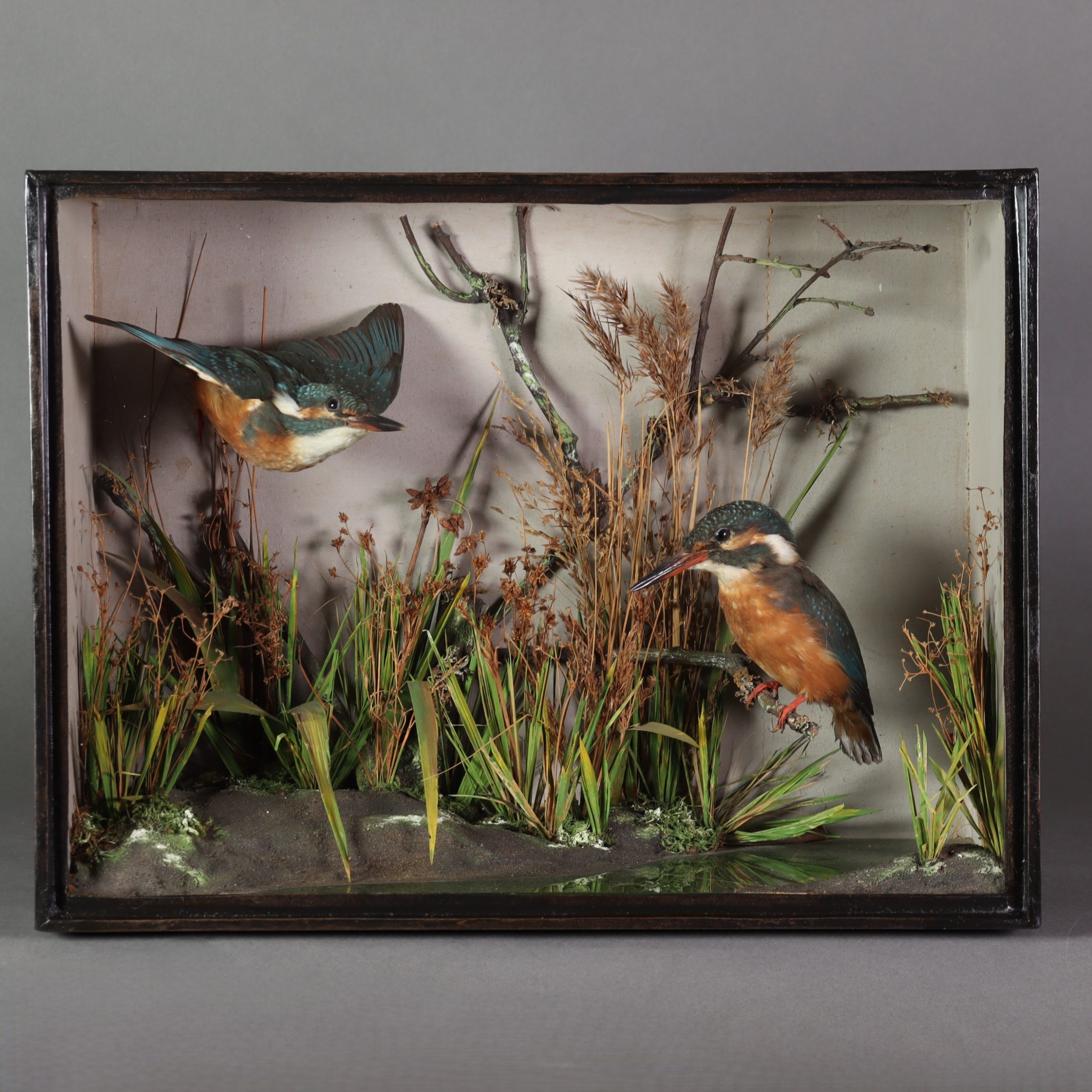 Pair of Kingfishers by the famous Norwich taxidermist T. E. Gunn. Circa 1890