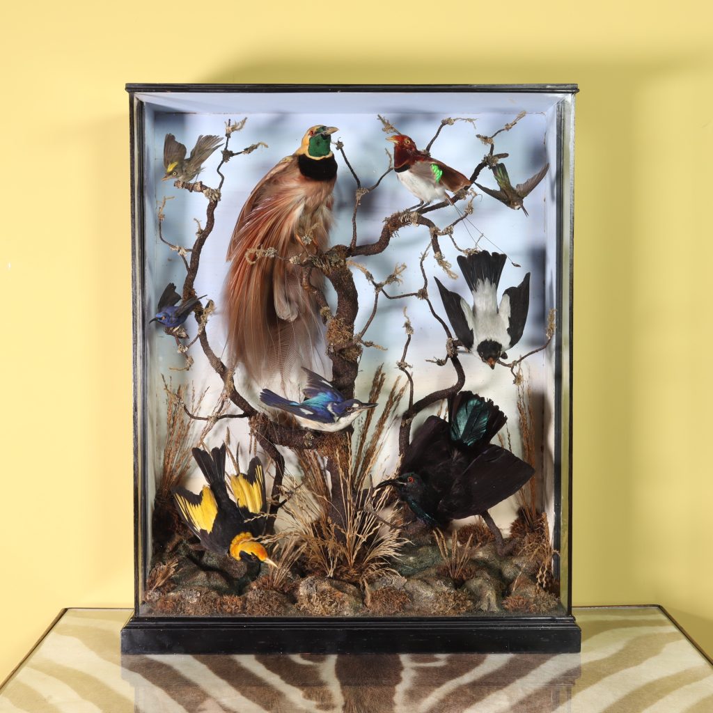 An important case of stuffed birds from the late 19th century containing mixed birds from New Guinea, South America & Australia