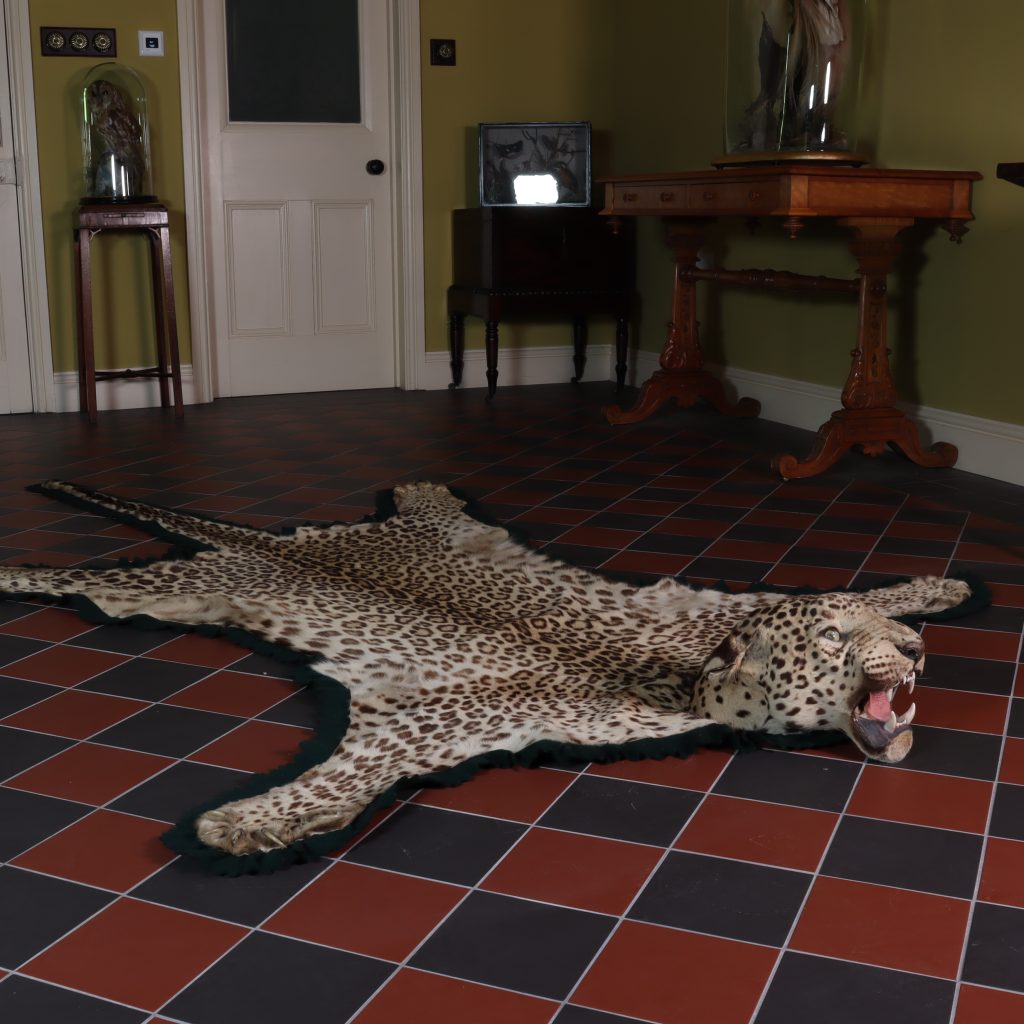Man Eating Leopard ‘Moon’ by Van Ingen of Mysore’ India. Shot in 1954 by G Lewis