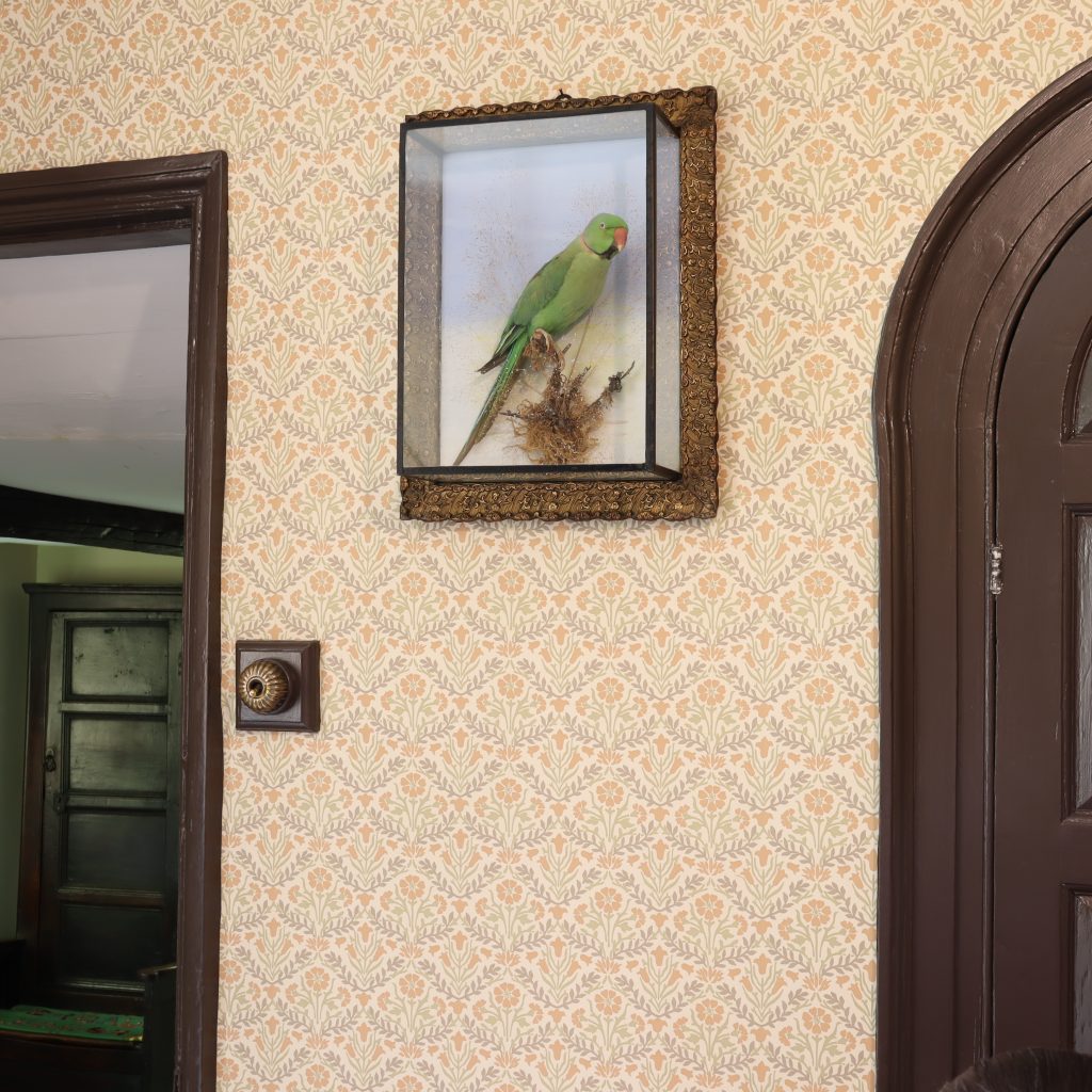 Ring necked Parakeet in picture frame case by William Bazeley & Sons of Northampton. Circa 1900