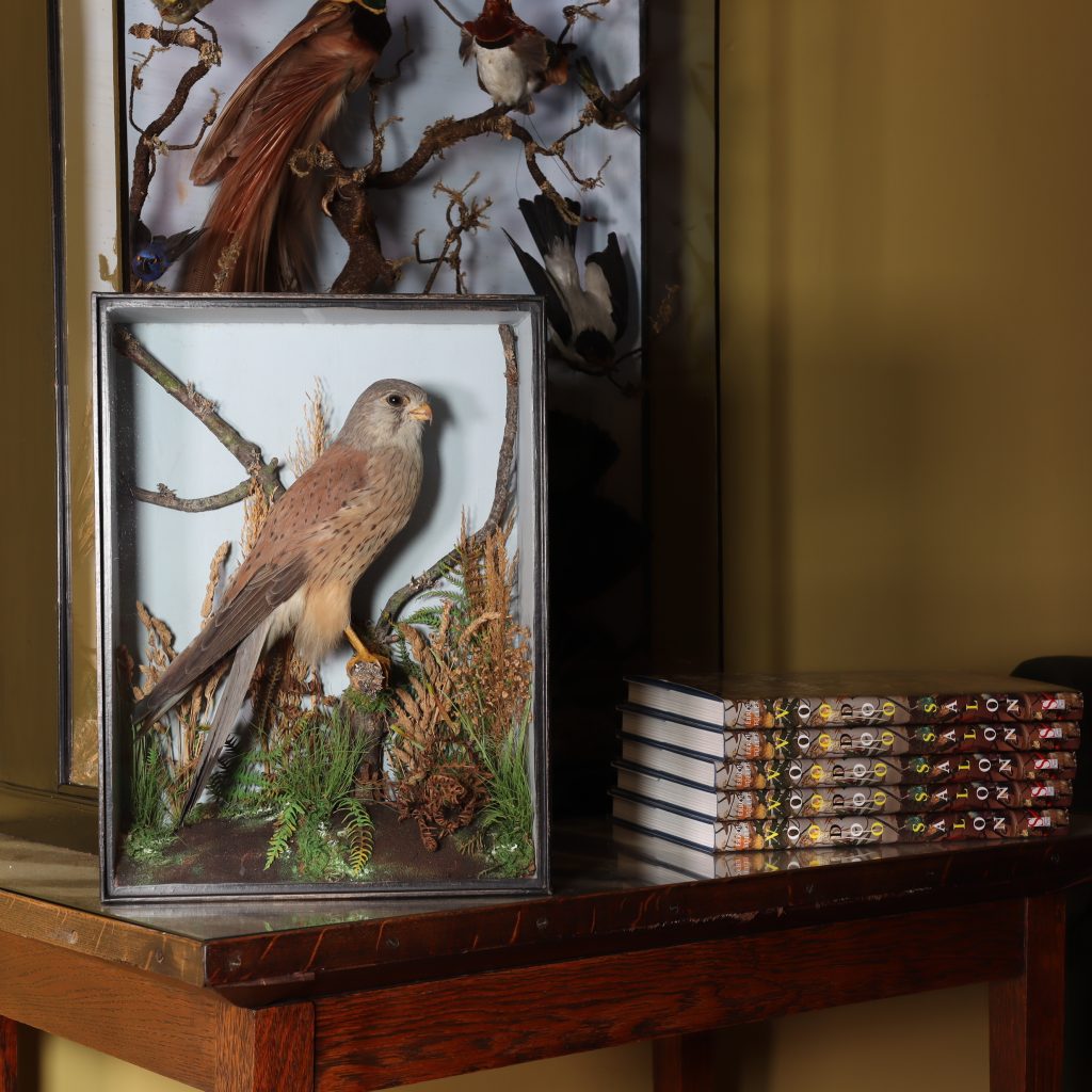 Victorian Taxidermy – Kestrel by T. E. Gunn. Circa 1890