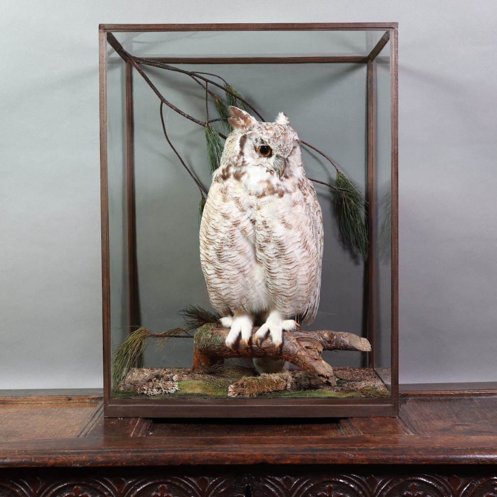 Victorian Taxidermy - A Great Horned Owl (Bubo virginianus) by Rowland Ward Ltd