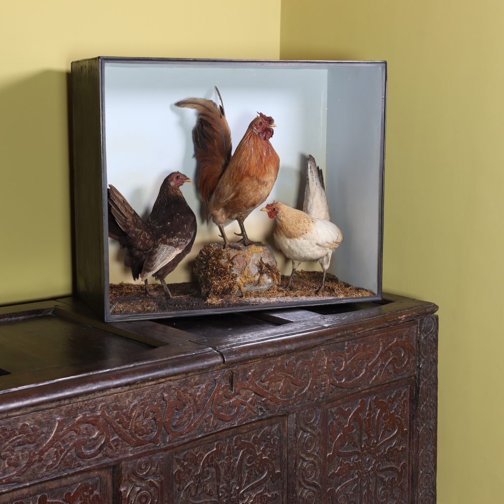 Victorian Taxidermy: A Trio of Bantams by Local Cotswold Taxidermist J Griffiths of Burford Circa 1870