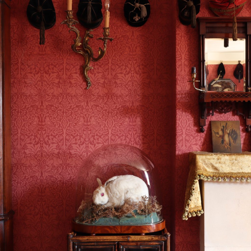 Victorian Taxidermy – Albino Rabbit by James Gardner of London, taxidermist to the Queen of England. Circa 1875