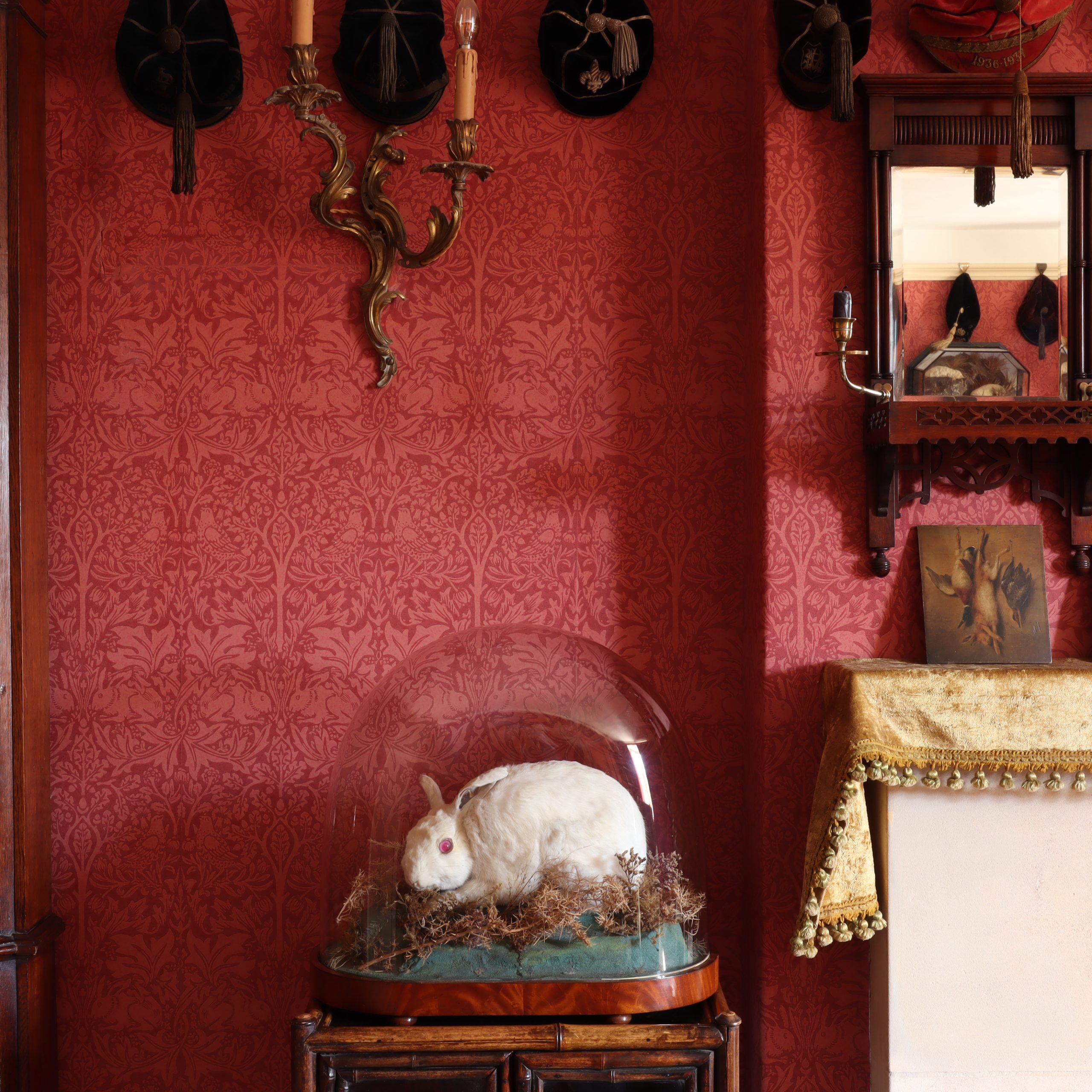 Victorian Taxidermy – Albino Rabbit by James Gardner of London, taxidermist to the Queen of England. Circa 1875
